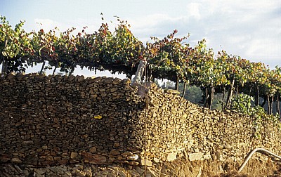 Jakobsweg (Caminho Português): Gelber Pfeil auf Steinmauer - Distrito de Braga