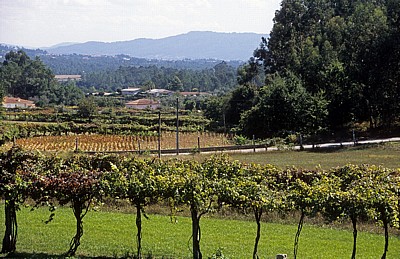Jakobsweg (Caminho Português): Landschaft - Distrito de Braga