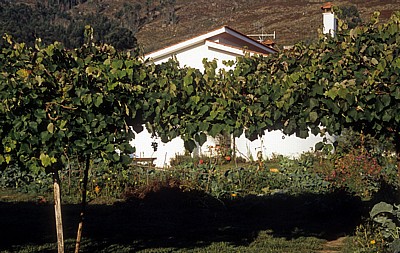 Casa de Fernanda - Lugar do Corgo