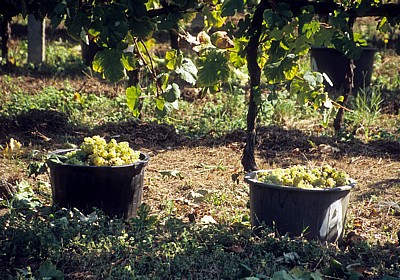 Jakobsweg (Caminho Português): Weinlese - Facha