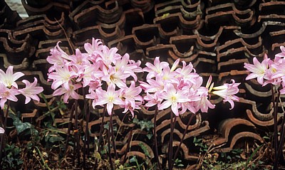 Jakobsweg (Caminho Português): Belladonnalilie (Amaryllis belladonna)  - Labruja-Tal