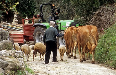 Jakobsweg (Caminho Português): Bauer mit seinem Vieh - Labruja-Tal
