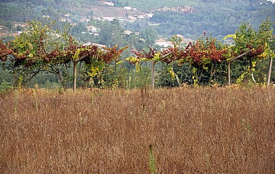 Jakobsweg (Caminho Português): Wein inmitten der Felder - Rubiães