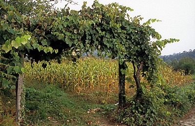 Jakobsweg (Caminho Português): Maisfeld - Rubiães