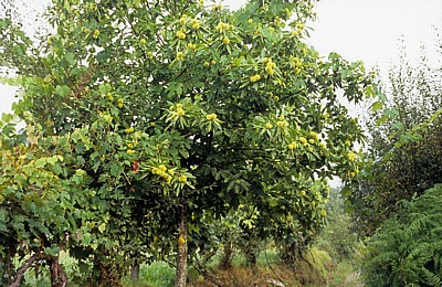 Jakobsweg (Caminho Português): Edelkastanie (Eßkastanie, Castanea sativa) - Rubiães