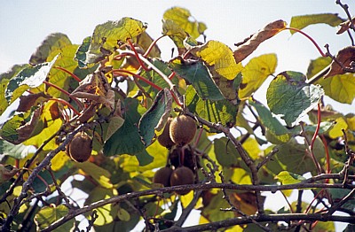 Jakobsweg (Caminho Português): Kiwis (Actinidia deliciosa) - Distrito de Viana do Castelo