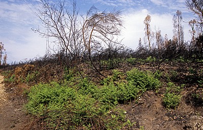 Jakobsweg (Caminho Português): Verbrannte Gegend - Distrito de Viana do Castelo