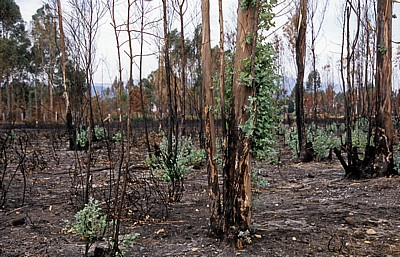 Jakobsweg (Caminho Português): Verbrannter Eukalyptus-Wald - Distrito de Viana do Castelo