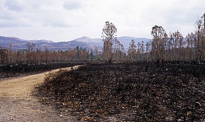 Jakobsweg (Caminho Português): Verbrannte Gegend - Distrito de Viana do Castelo