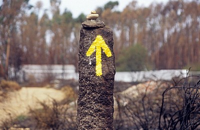 Jakobsweg (Caminho Português): Gelber Pfeil in verbrannter Gegend - Distrito de Viana do Castelo