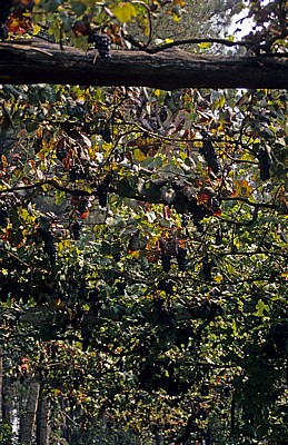 Weinreben - Distrito de Braga