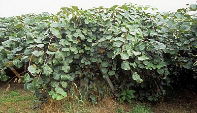 Jakobsweg (Caminho Português): Kiwiplantage (Actinidia deliciosa) - Pontevedra