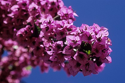 Jakobsweg (Caminho Português): Bougainvillea (Bougainvillea glabra) - Pontevedra