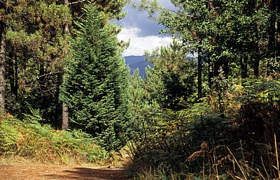 Jakobsweg (Caminho Português): Zwischen Barreiras und Redondela - Pontevedra