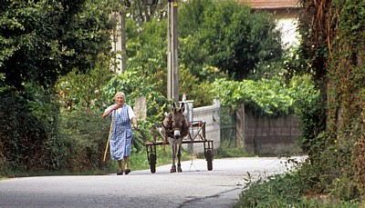 Jakobsweg (Caminho Português): Alte Frau mit Eselskarren - Pontevedra