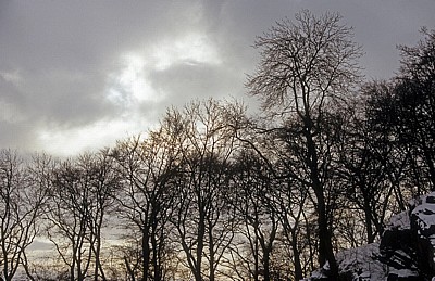 Laubbäume im Winter - Porta Westfalica
