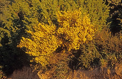 Jakobsweg (Camino Francés): Ginster (Genista) im Morgenlicht - Castilla y León
