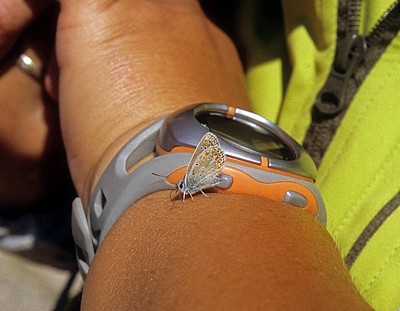 Hauhechel-Bläuling (Polyommatus icarus) - San Juan de Ortega