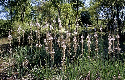 Jakobsweg (Camino Francés): Weißer Affodill (Asphodelus albus) - Matagrande