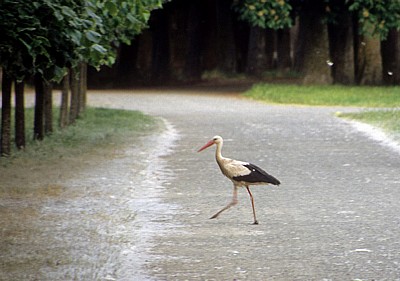 Park El Parral: Storch (Ciconia ciconia) - Burgos