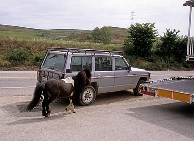 Hinter einem Auto herlaufendes Pony - Tardajos