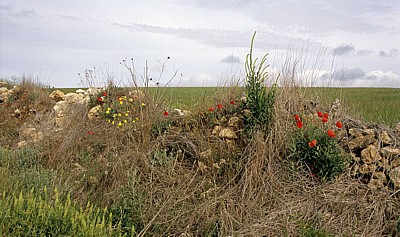 Jakobsweg (Camino Francés): Wegesrand - Castilla y León