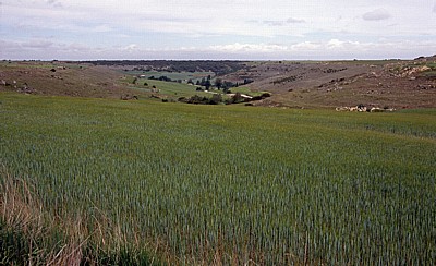 Jakobsweg (Camino Francés): Getreidefelder in der Meseta - Castilla y León