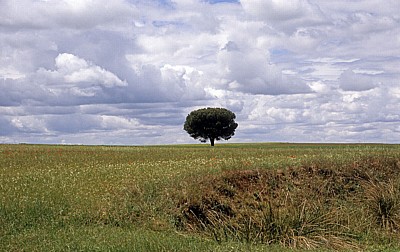 Jakobsweg (Camino Francés): Einsamer Baum in der Tierra de Campos (Meseta) - Castilla y León