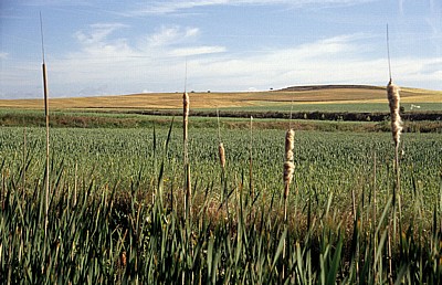 Jakobsweg (Camino Francés): Blick auf die Campos (Weizenfelder) - Castilla y León