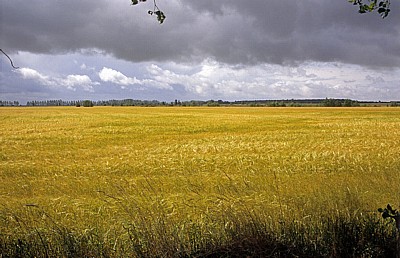 Jakobsweg (Camino Francés): Meseta - Weizenfelder  - Castilla y León