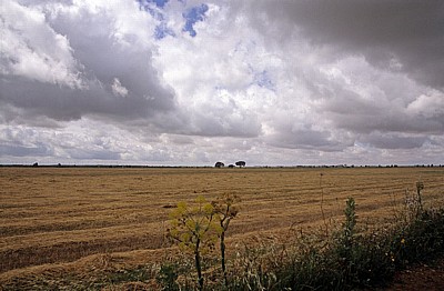Jakobsweg (Camino Francés): Meseta - Weizenfelder - Castilla y León