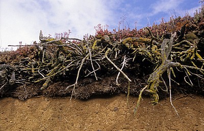 Jakobsweg (Camino Francés): Adobe (Lehmziegel)-Mauer  - Castilla y León