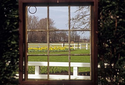 Keukenhof: Blick durch ein Heckenfenster auf Narzissen - Lisse