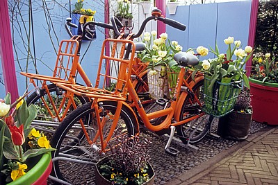 Keukenhof: Fahrräder mit Blumenschmuck - Lisse
