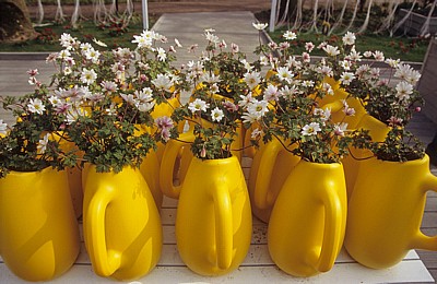 Keukenhof: Floral dekorierte Kr?ge - Lisse