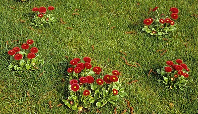 Keukenhof: Rasen mit Bellis - Lisse