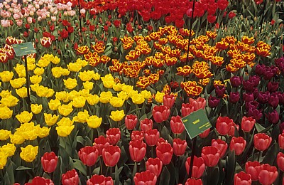 Keukenhof: Tulpen-(Tulipa) Ausstellung - Lisse