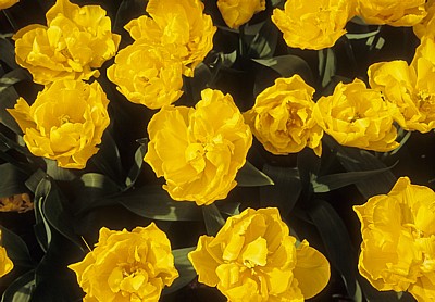 Keukenhof: Tulpenblüten (Tulipa Gironde) - Lisse
