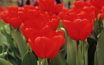 Keukenhof: Tulpenbl?ten (Tulipa) - Lisse