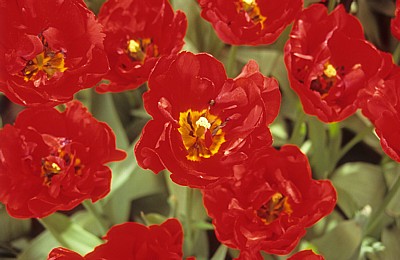 Keukenhof: Tulpenblüten (Tulipa) - Lisse