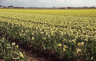 Blumenfelder: Narzissen (Narcissus) - Lisse