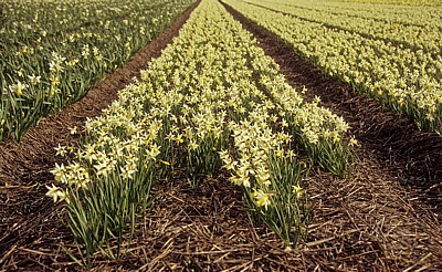 Blumenfelder: Narzissen (Narcissus) - Lisse