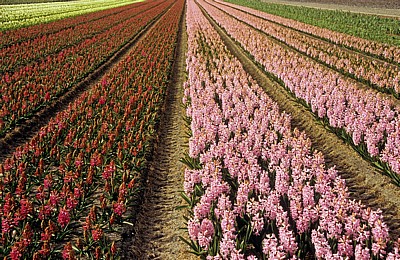 Blumenfelder: Hyazinthen (Hyacinthus) - Lisse