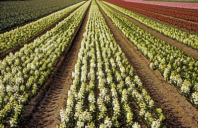 Blumenfelder: Hyazinthen (Hyacinthus) - Lisse