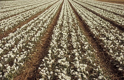 Blumenfelder: Krokusse (Crocus) - Lisse