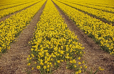 Blumenfelder: Mini-Narzissen „Tête a Tête“ (Narcissus „tete a tete“)  - Lisse