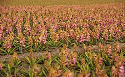 Blumenfelder: Hyazinthen (Hyacinthus) - Lisse