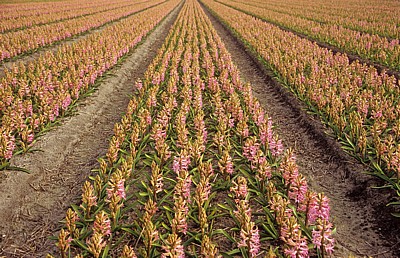 Blumenfelder: Hyazinthen (Hyacinthus) - Lisse