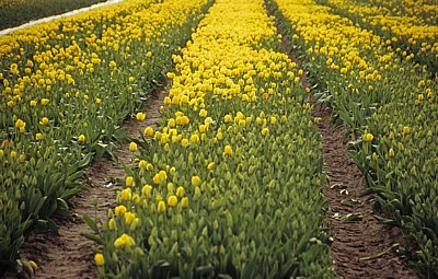 Blumenfelder: Tulpen (Tulipa) - Lisse