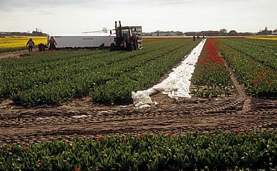 Blumenfelder: Tulpen-(Tulipa) Ernte - Lisse
